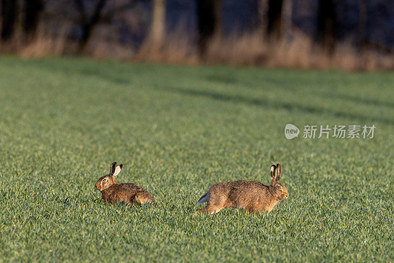 两只欧洲兔(Lepus europaeus)